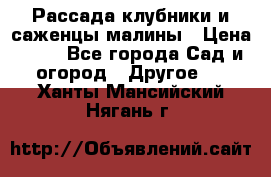 Рассада клубники и саженцы малины › Цена ­ 10 - Все города Сад и огород » Другое   . Ханты-Мансийский,Нягань г.